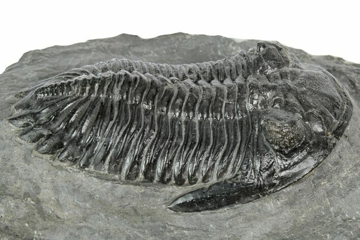 Detailed Hollardops Trilobite Fossil - Ofaten, Morocco #346536